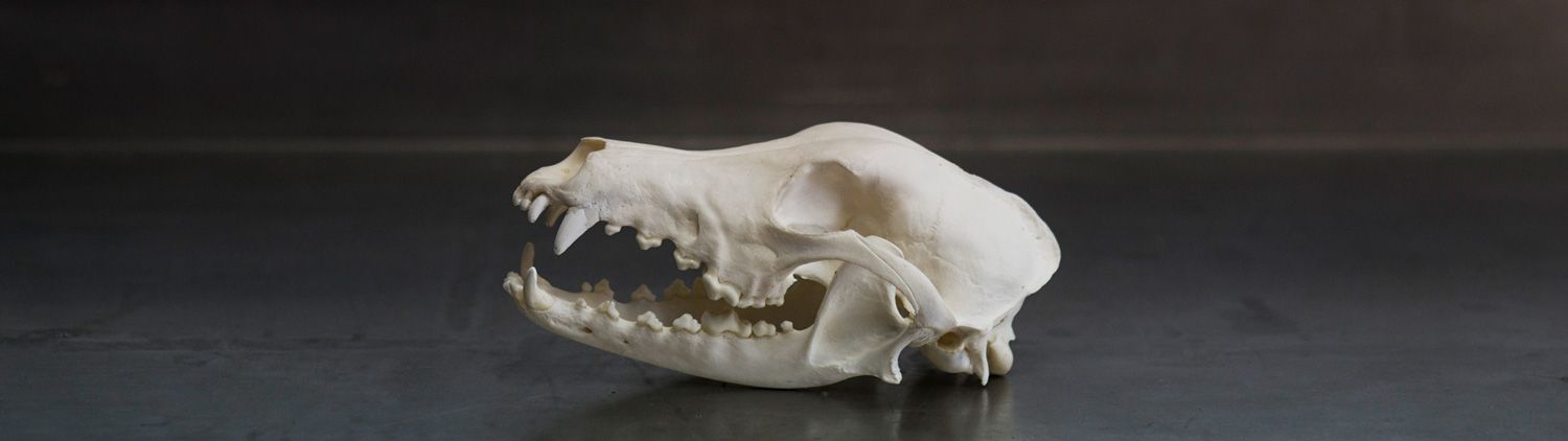 Galgo skull