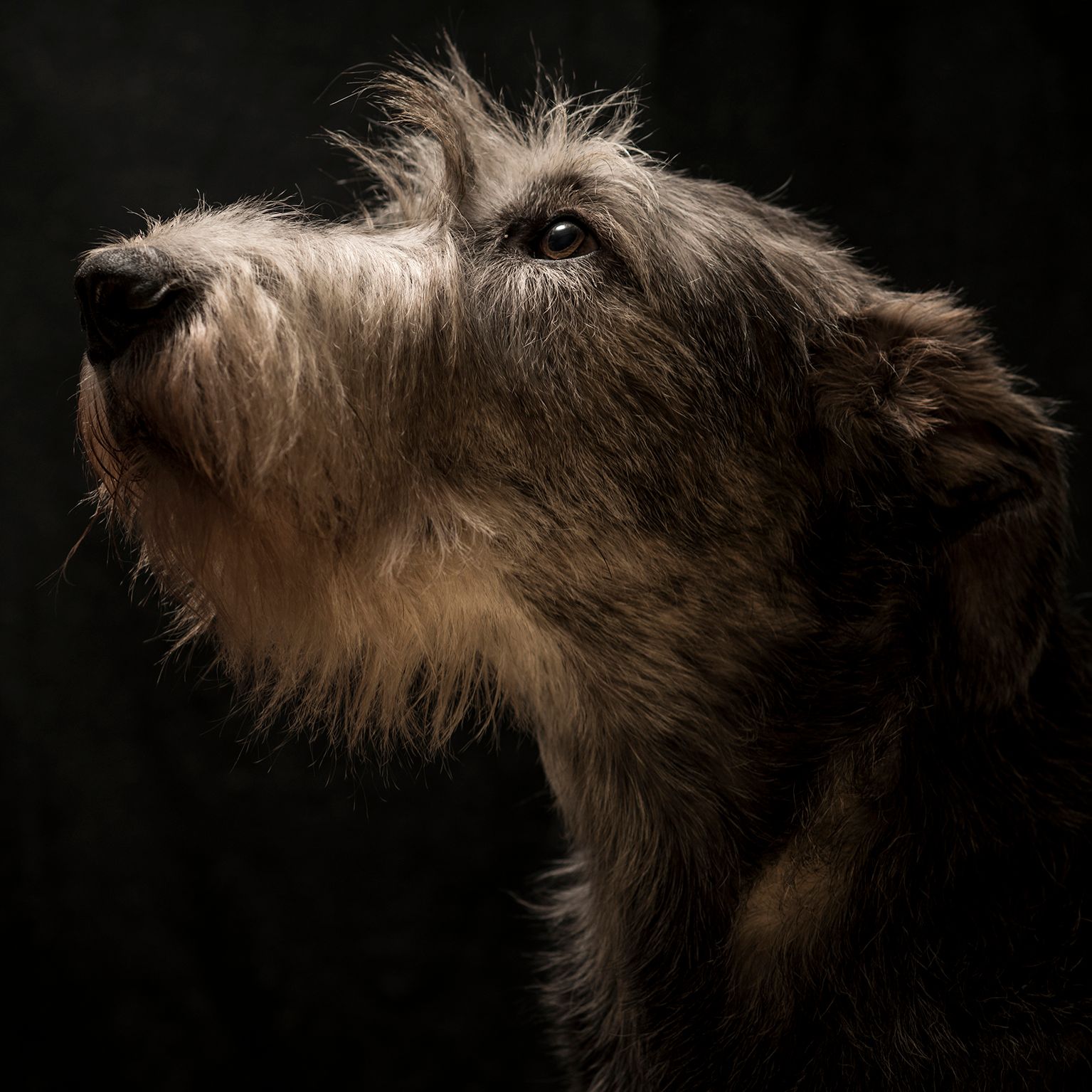 Irish Wolfhound