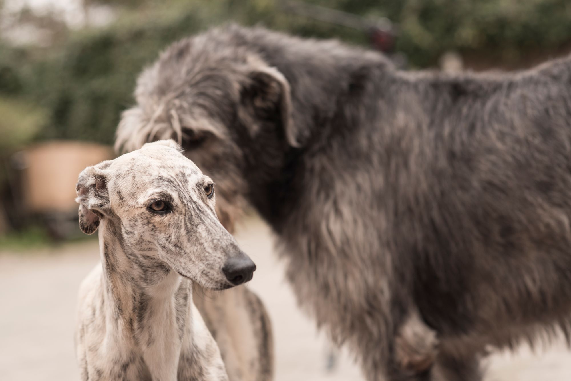 do old croatian sighthound howl