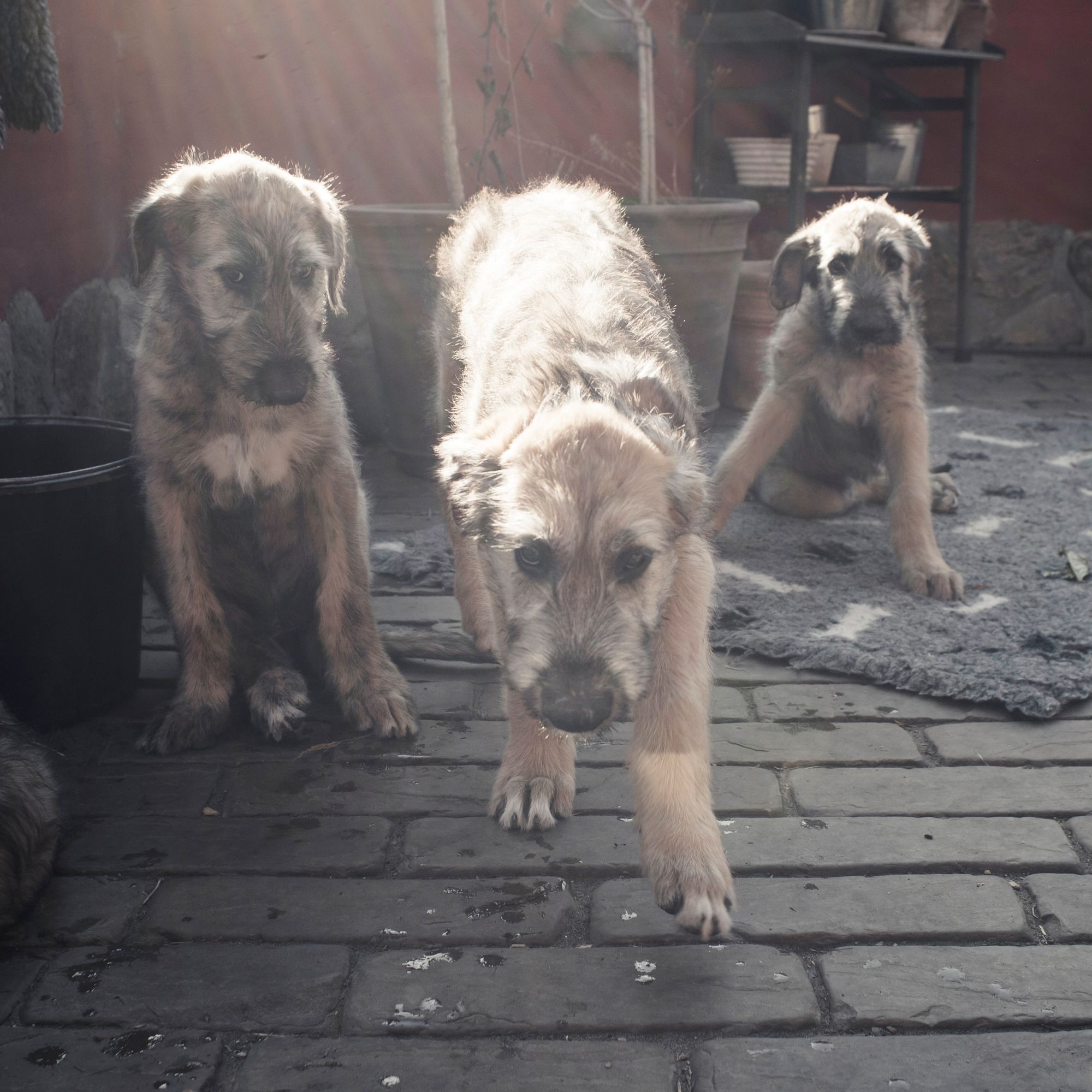 Puppies of  Irish Wolfhound