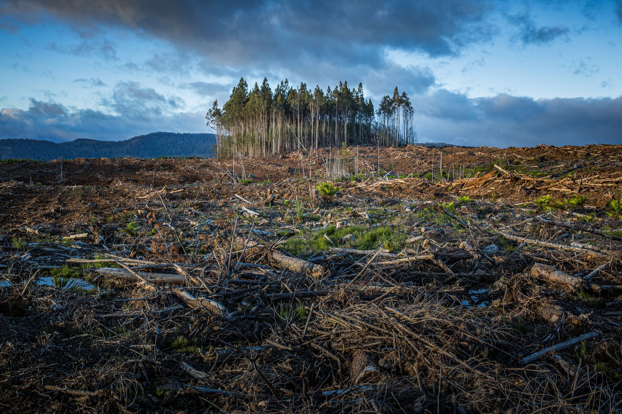 Ecocide can be the law that Earth needs to begin recovering.