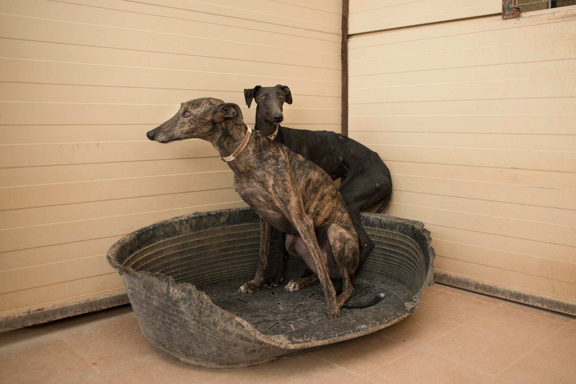 El gobierno Español quiere excluir a los perros de caza de la Ley de Bienestar Animal