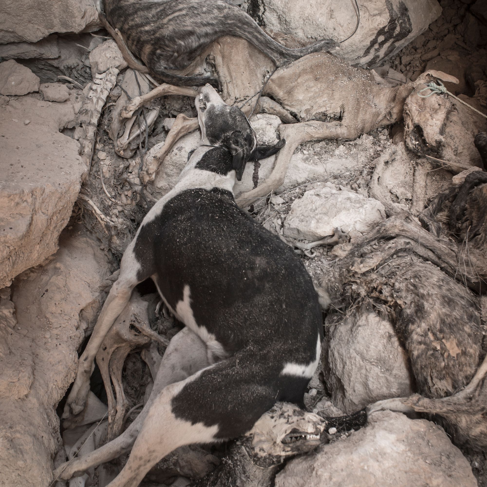 El gobierno Español quiere excluir a los perros de caza de la Ley de Bienestar Animal