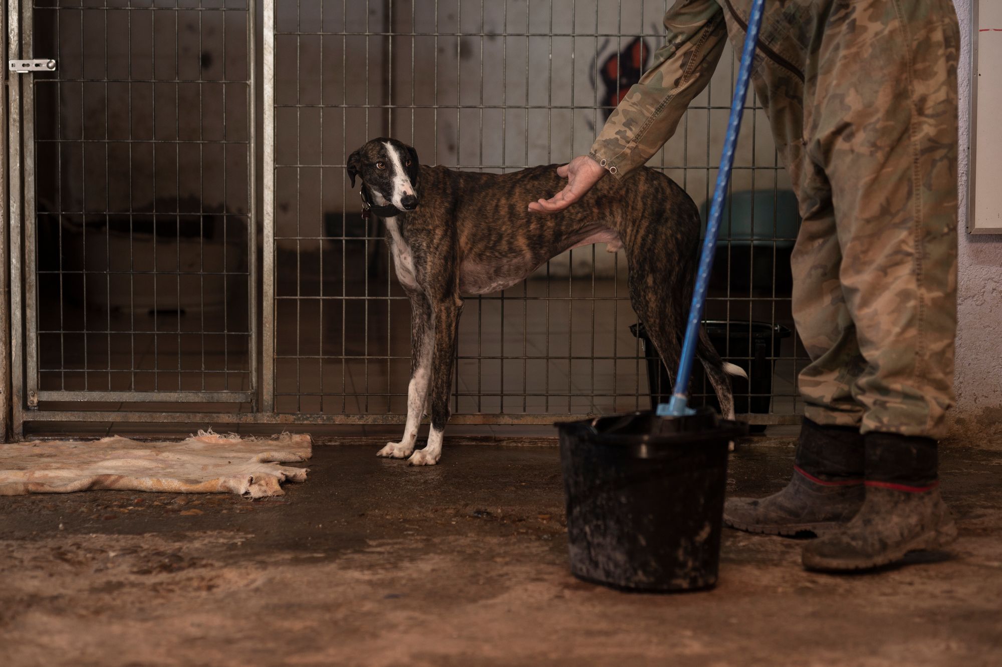 El gobierno Español quiere excluir a los perros de caza de la Ley de Bienestar Animal